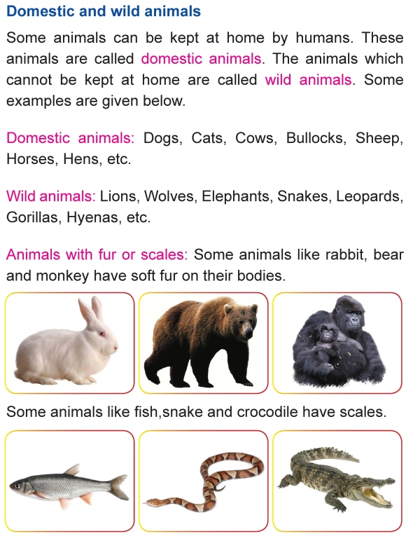 Grade 1 Science Lesson 3 The Animal Kingdom | Primary Science
