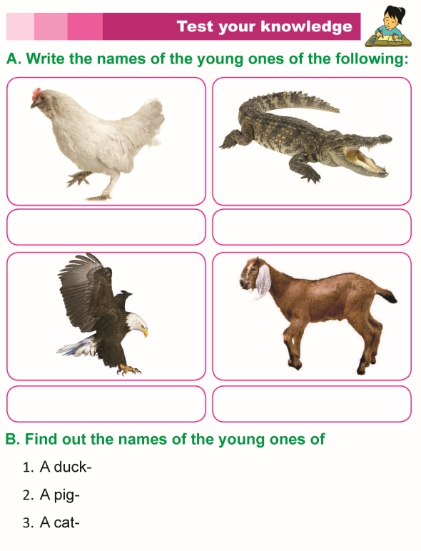 Grade 1 Science Lesson 7 Animal Babies | Primary Science
